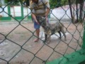 Matriz - Fila Brasileiro Tigrado - Canil Singular - Leona